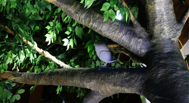 鳳棲梧桐,光臣智科鳥語系列LED投射燈實景應用