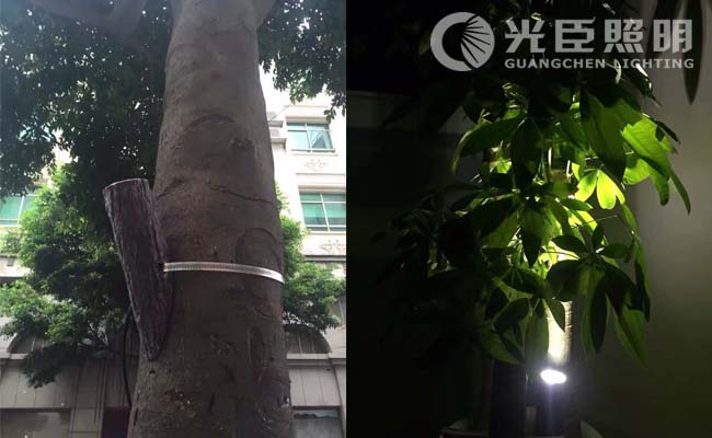 照樹燈 照樹燈